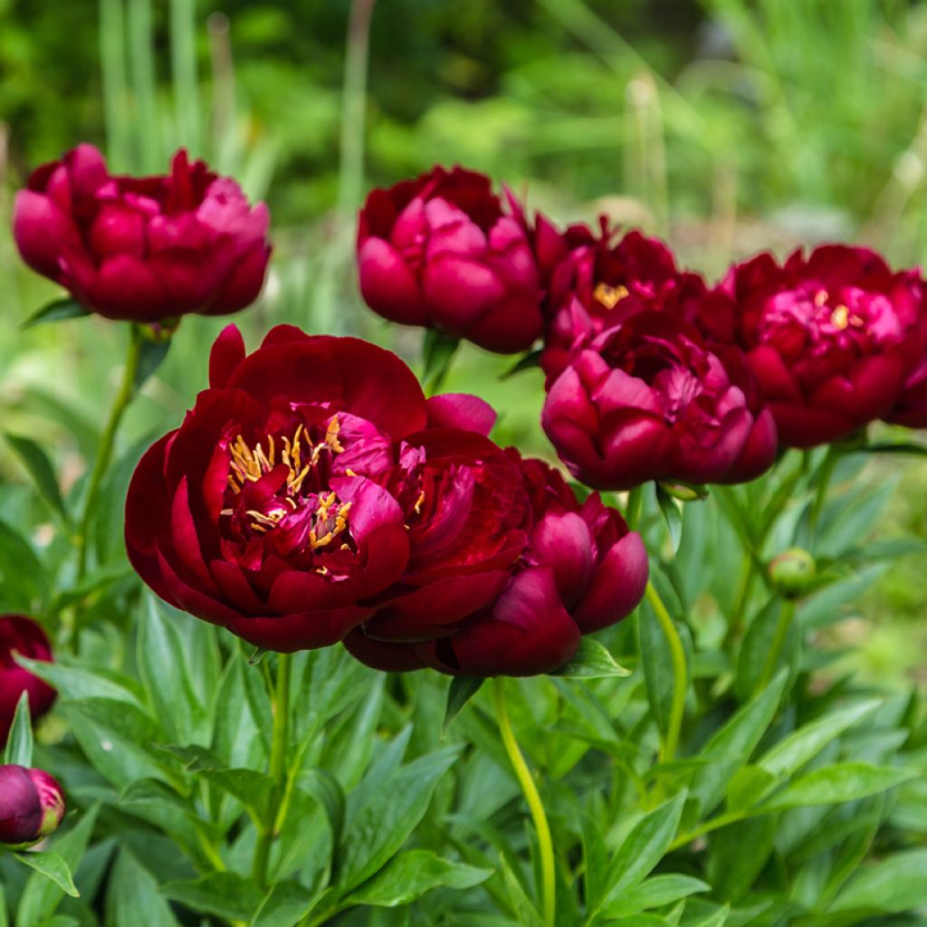 Paeonia lactiflora Buckeye Belle