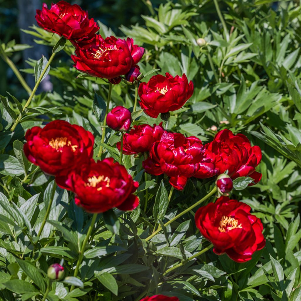 Paeonia lactiflora Buckeye Belle