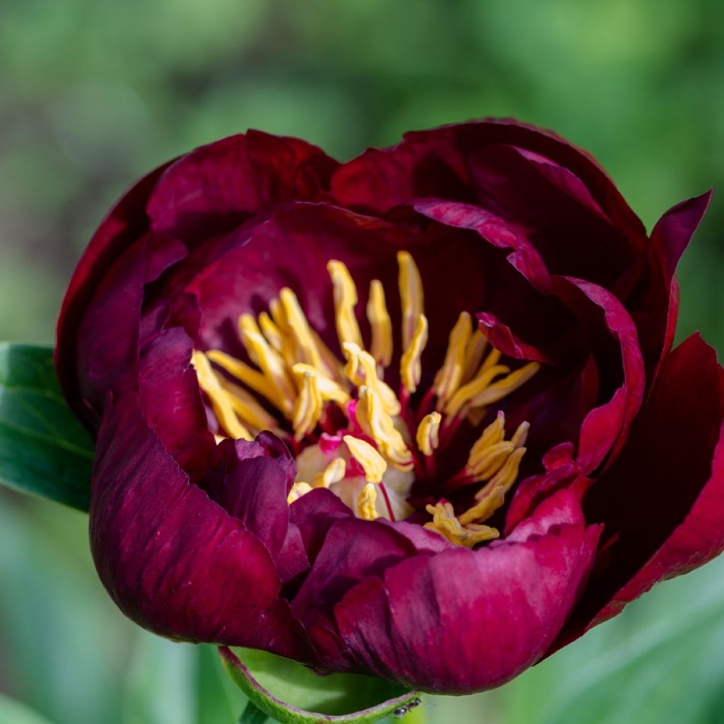 Paeonia lactiflora Buckeye Belle