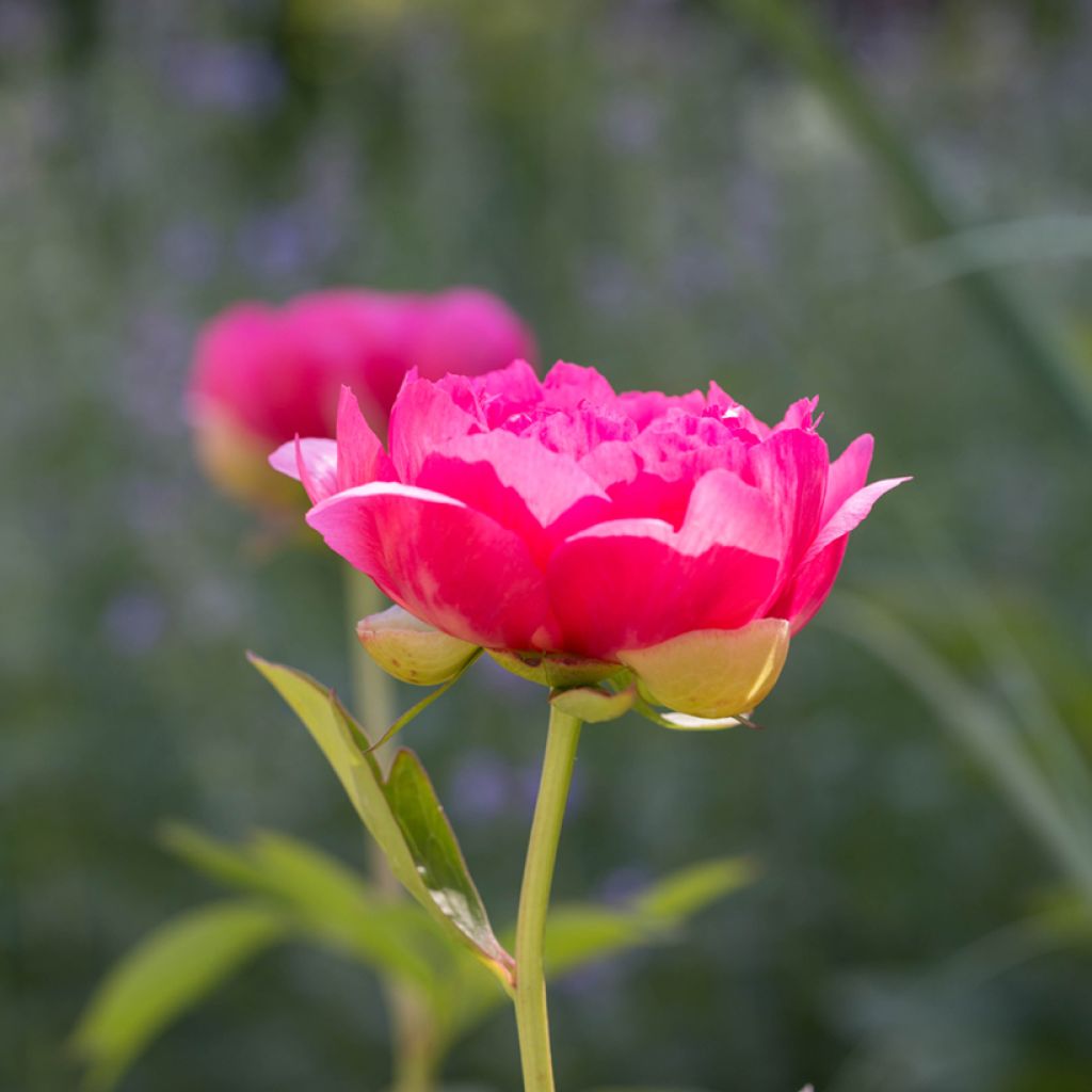 Paeonia lactiflora Cytherea