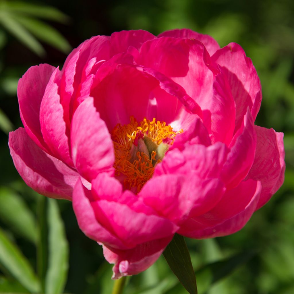 Paeonia lactiflora Cytherea