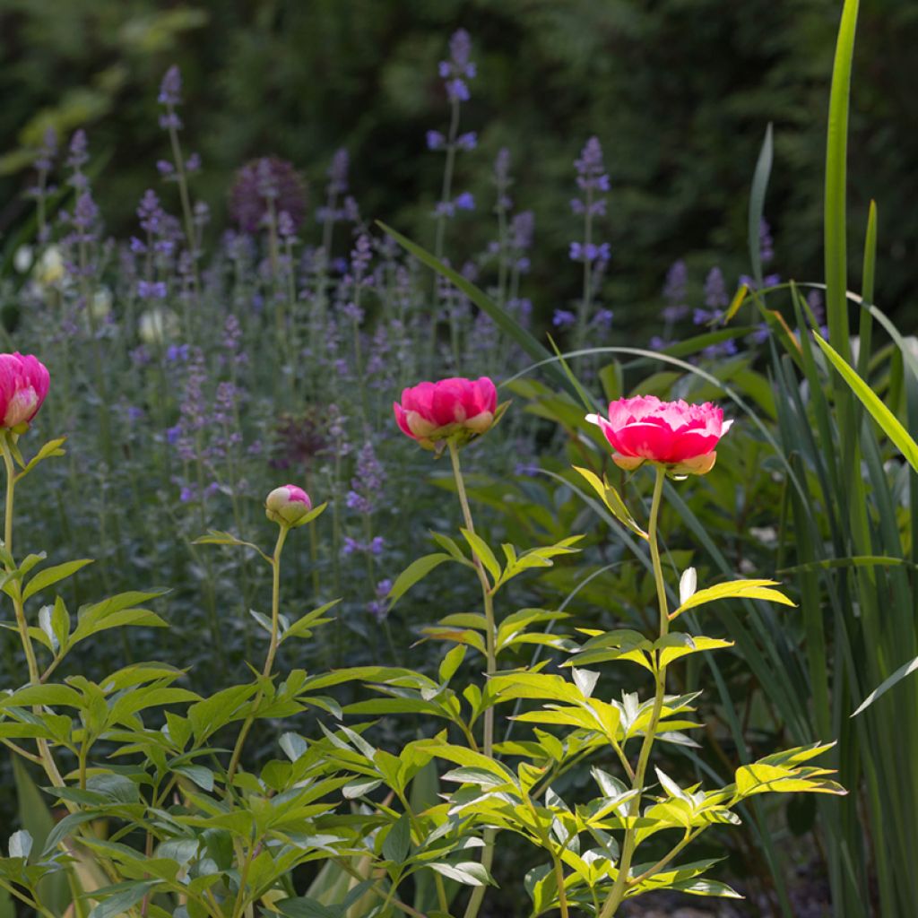 Paeonia lactiflora Cytherea