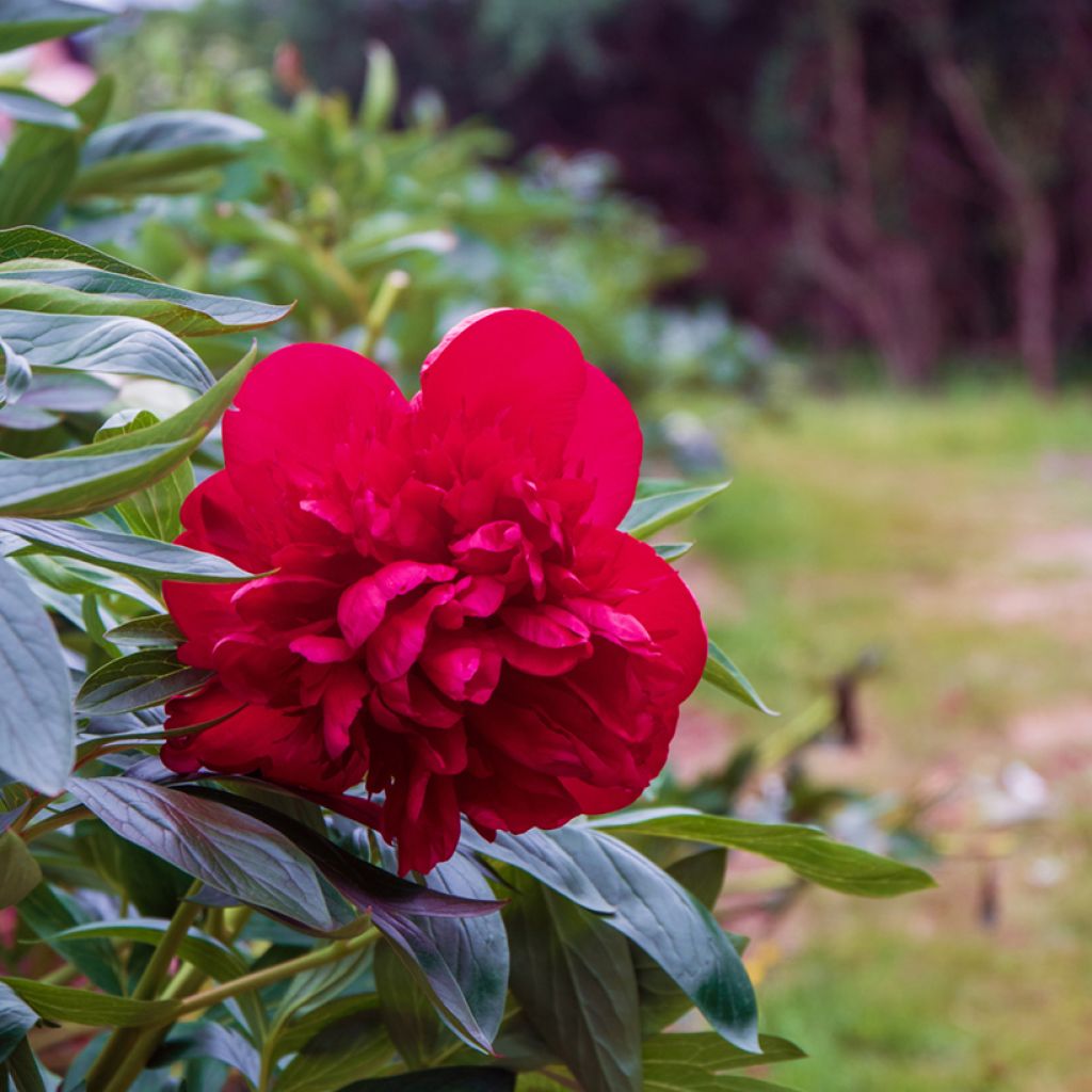 Paeonia lactiflora Diana Parks