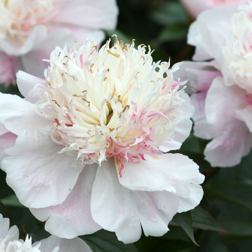 Paeonia lactiflora Do Tell