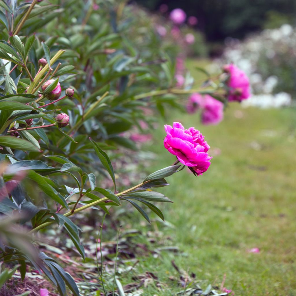 Paeonia lactiflora Dr Alexander Fleming