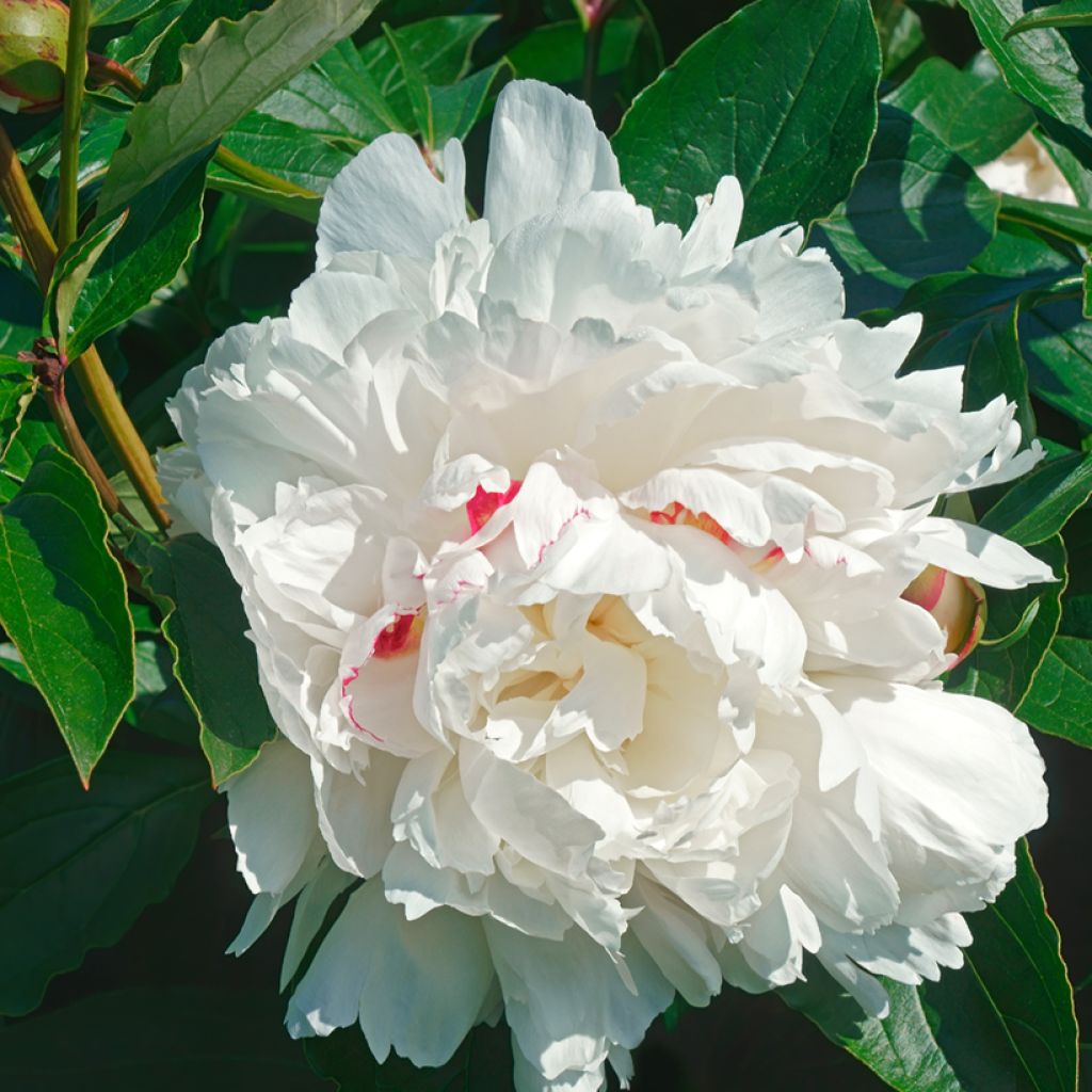 Paeonia lactiflora Festiva Maxima