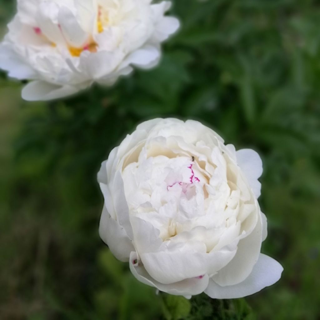 Paeonia lactiflora Festiva Maxima