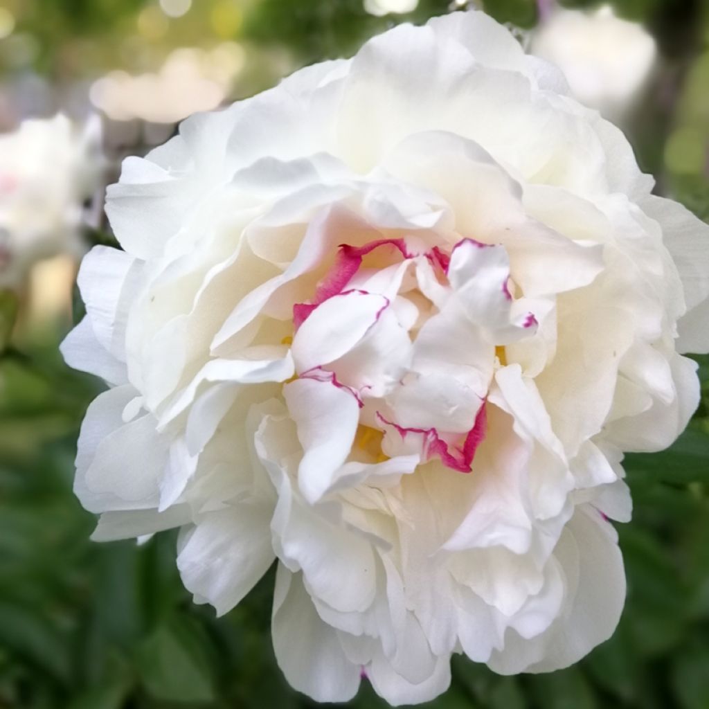 Paeonia lactiflora Festiva Maxima