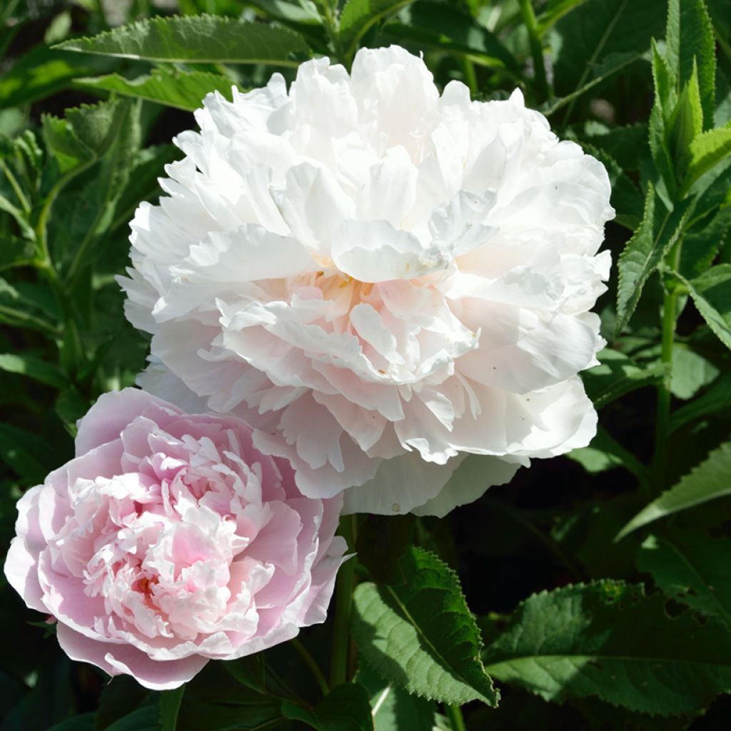 Paeonia lactiflora Fleur de Pêcher - A tender pink peony then turns ...