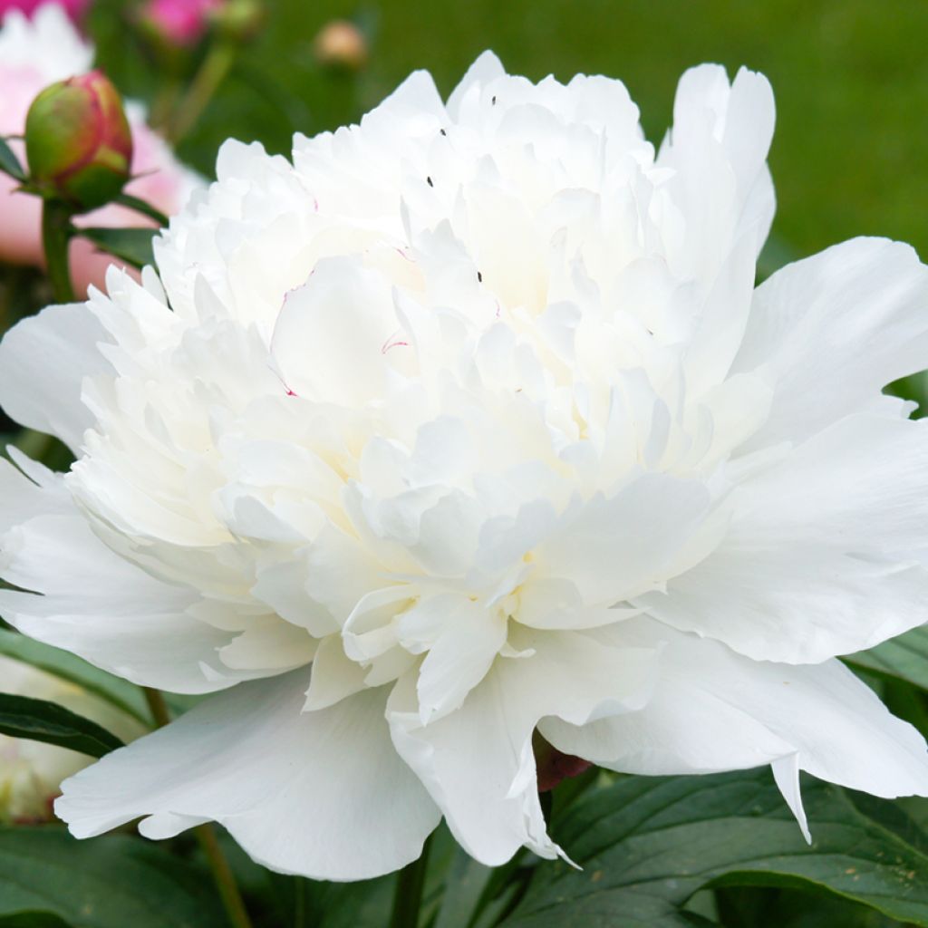 Paeonia lactiflora Gardenia