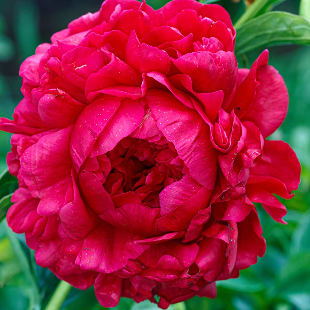 Paeonia lactiflora Bockstoce