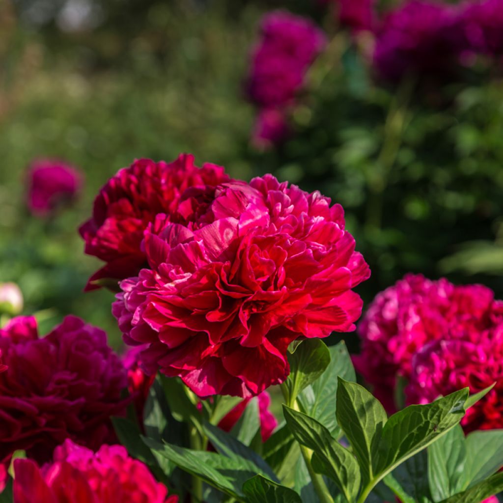 Paeonia lactiflora Bockstoce