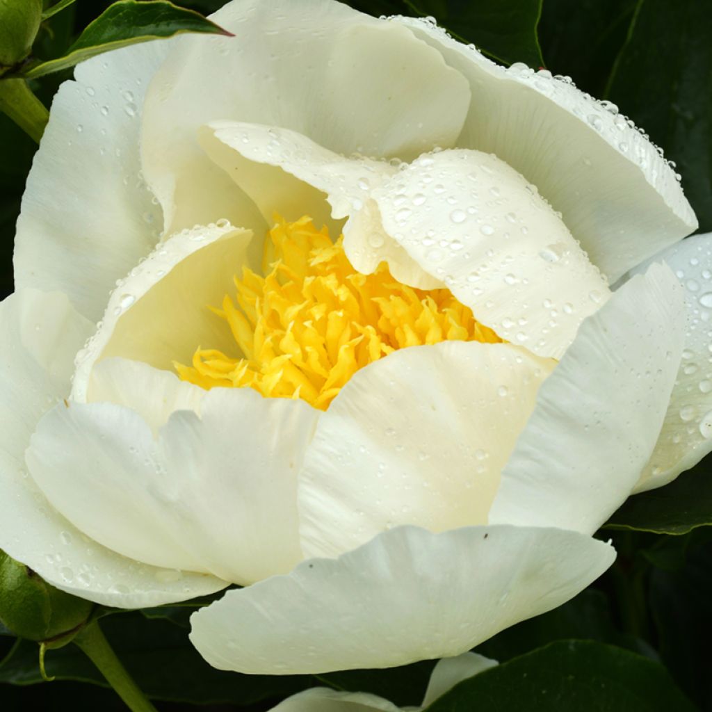 Paeonia lactiflora Jan van Leeuwen - Garden Peony