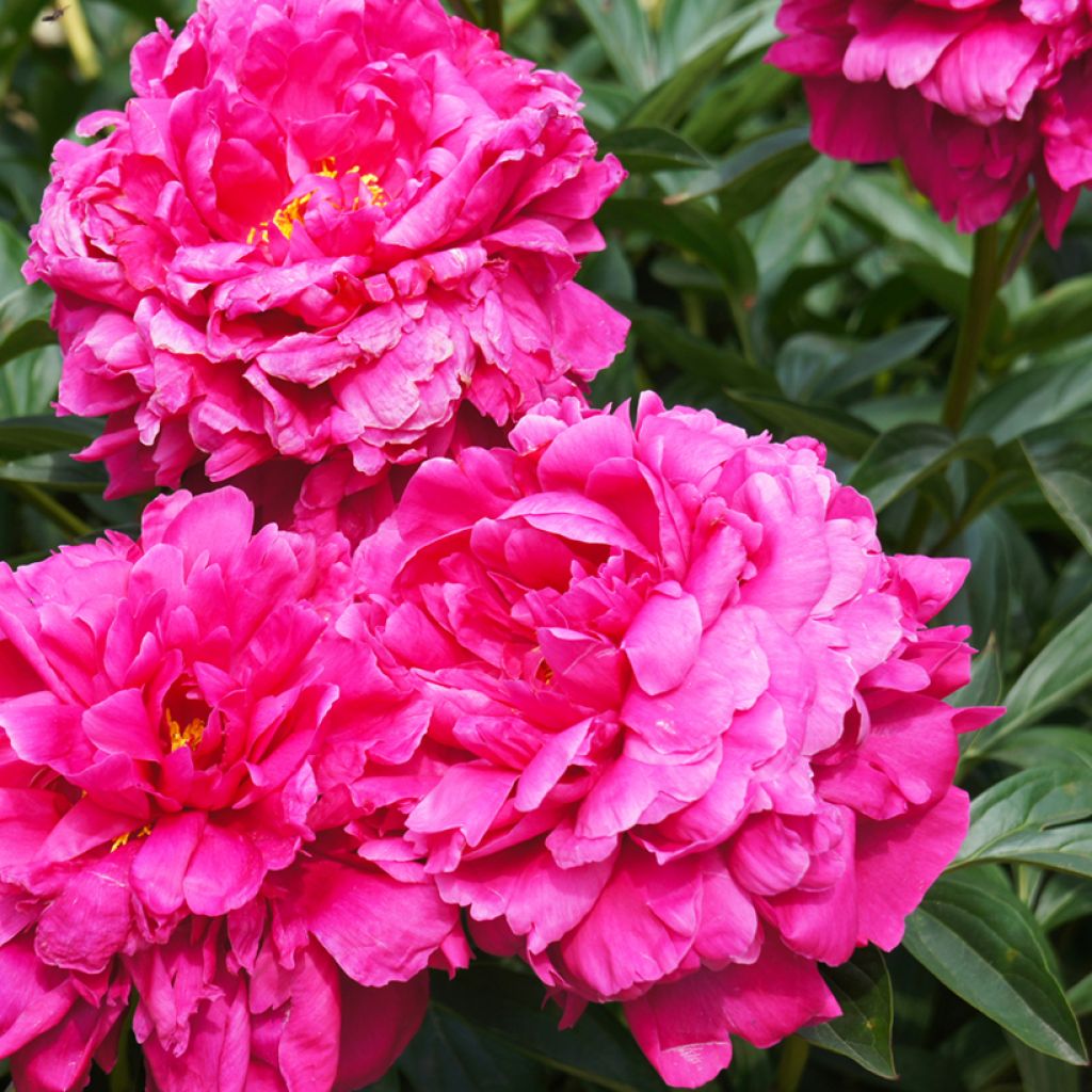 Paeonia lactiflora Kansas