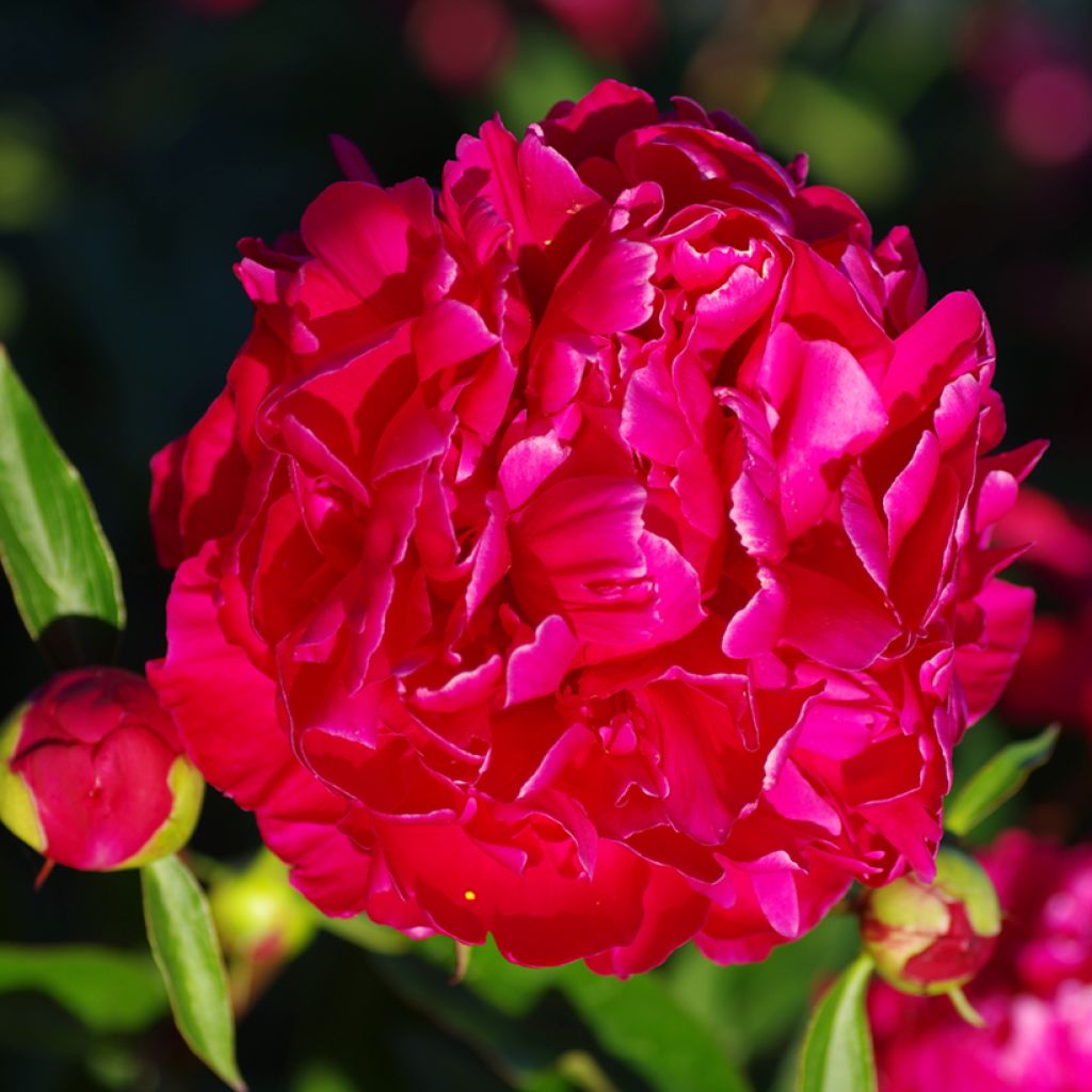 Paeonia lactiflora Karl Rosenfield