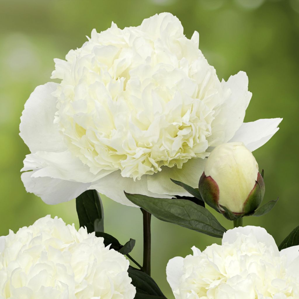 Paeonia x lactiflora Lancaster Imperial - Chinese Peony