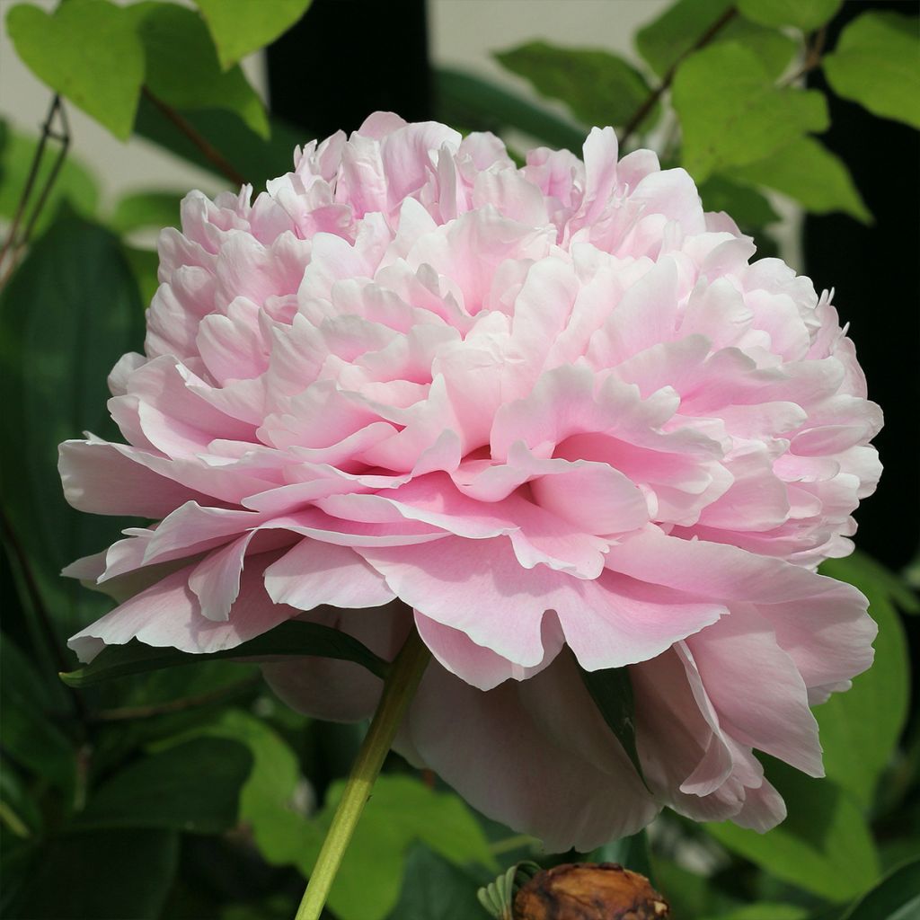 Pivoine lactiflora Morning Kiss