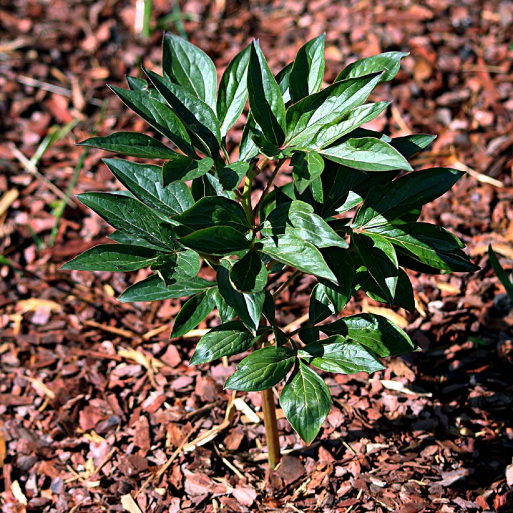 Paeonia lactiflora Mother's Choice