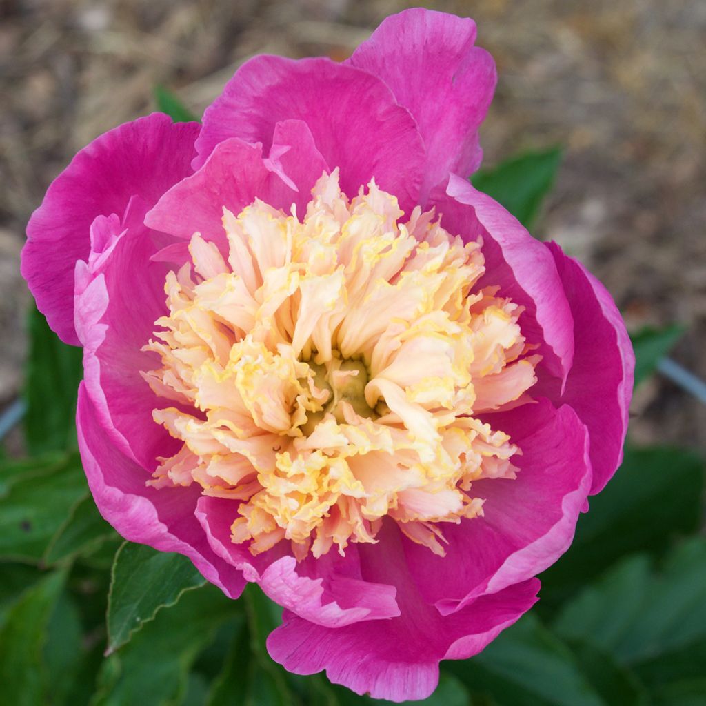 Pivoine lactiflora Mr G.F. Hemerik