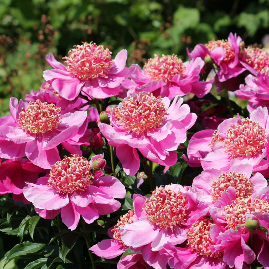 Paeonia x lactiflora Neon