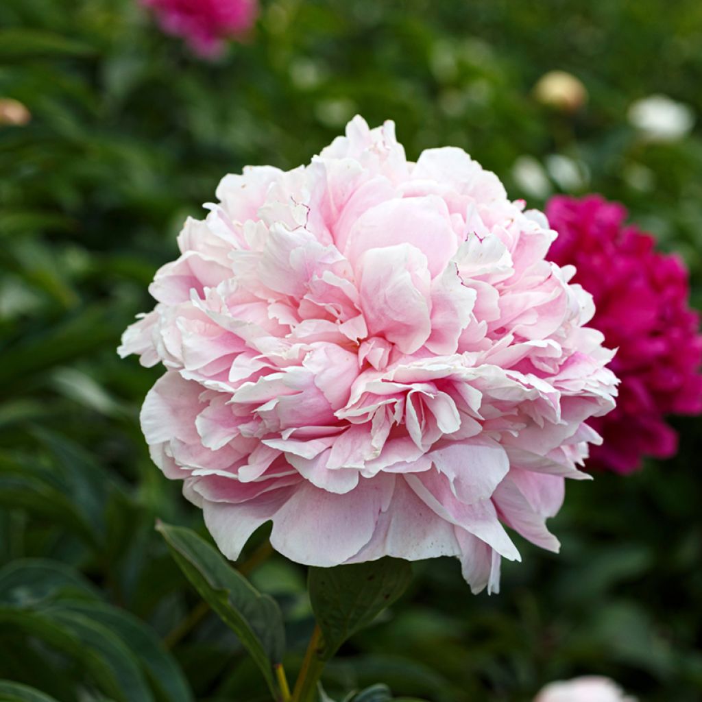 Paeonia lactiflora President Taft