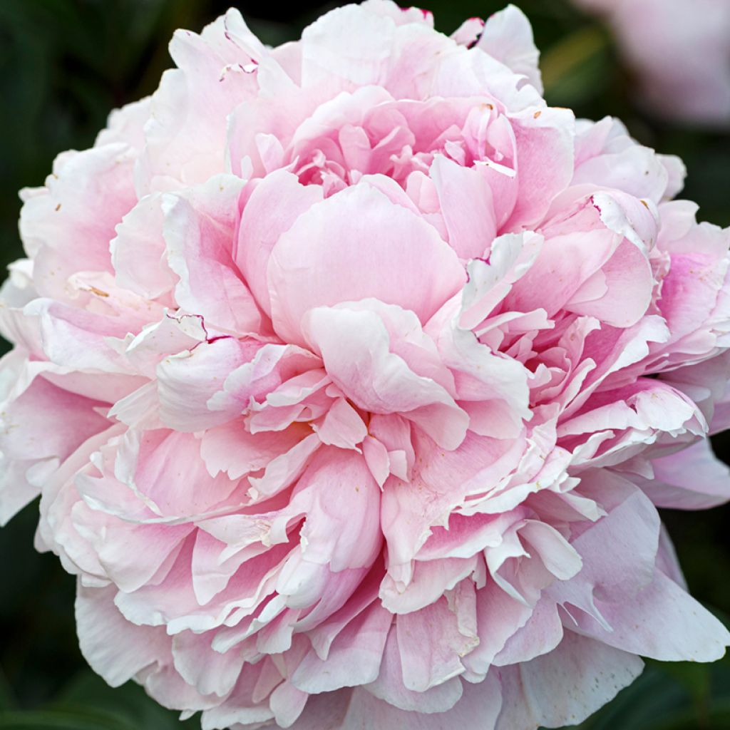 Paeonia lactiflora President Taft