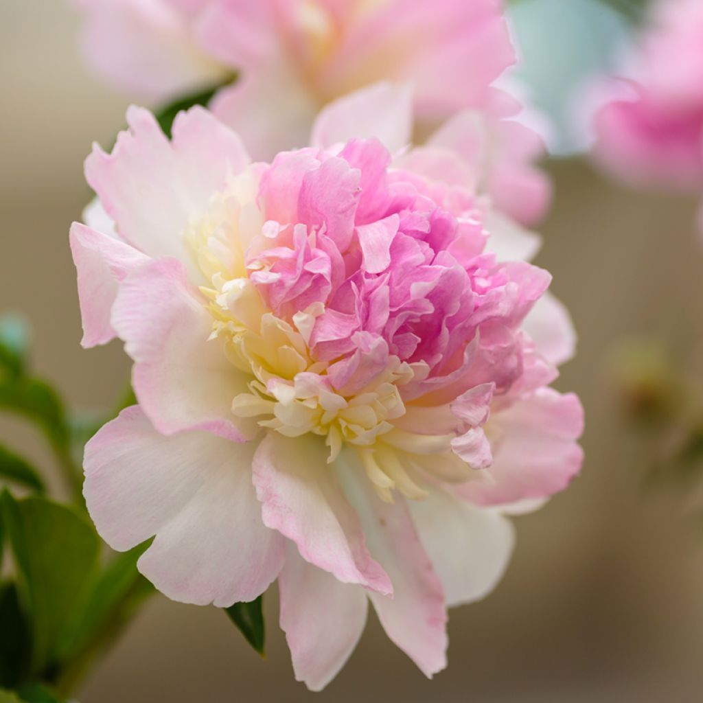 Paeonia lactiflora Raspberry Sunday