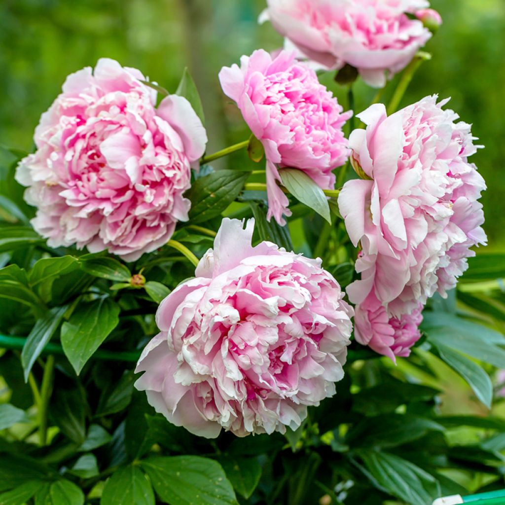 Paeonia lactiflora Sarah Bernhardt