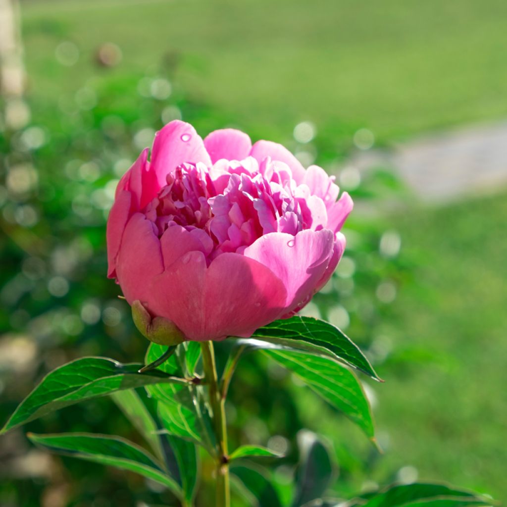 Paeonia lactiflora Sarah Bernhardt