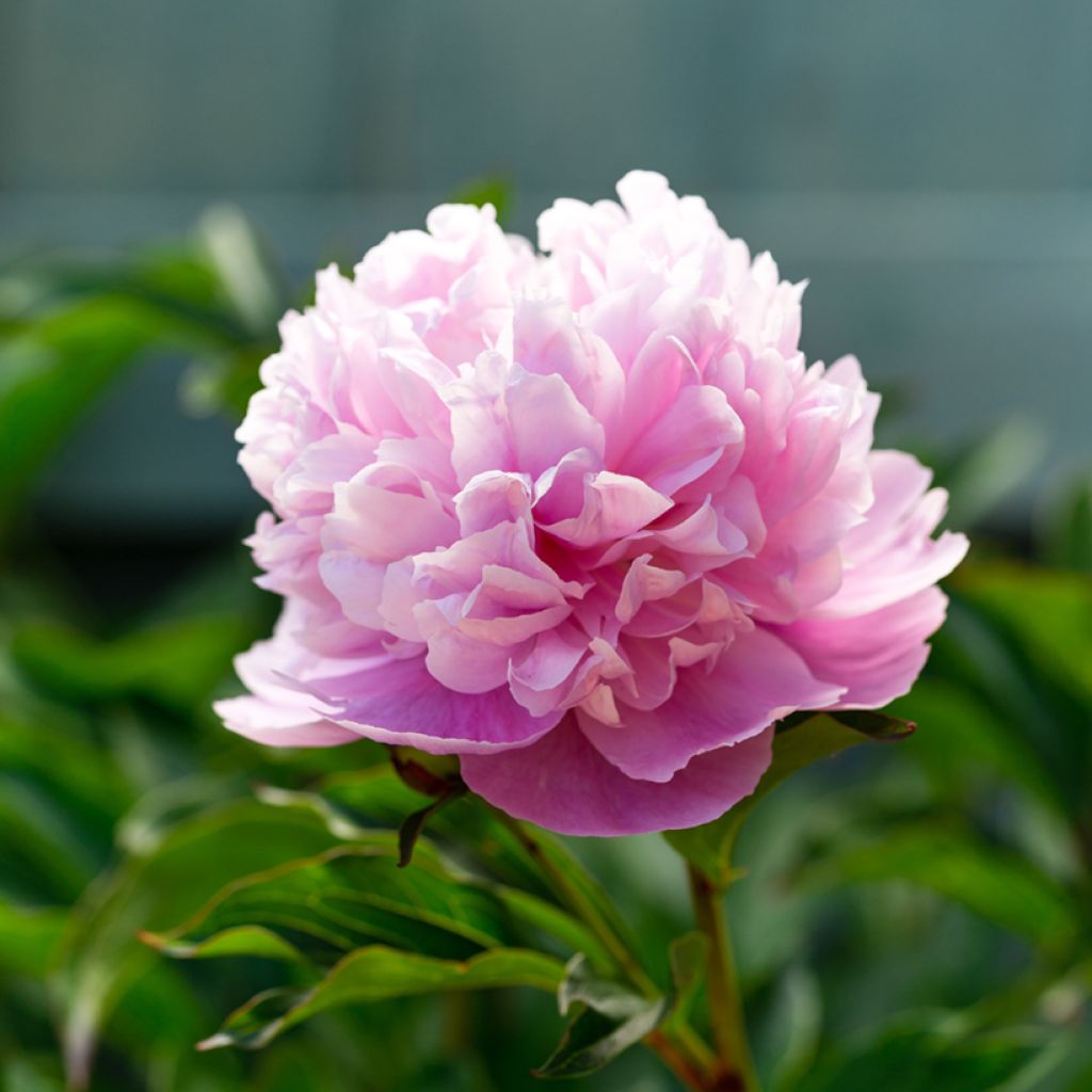 Paeonia lactiflora Sarah Bernhardt