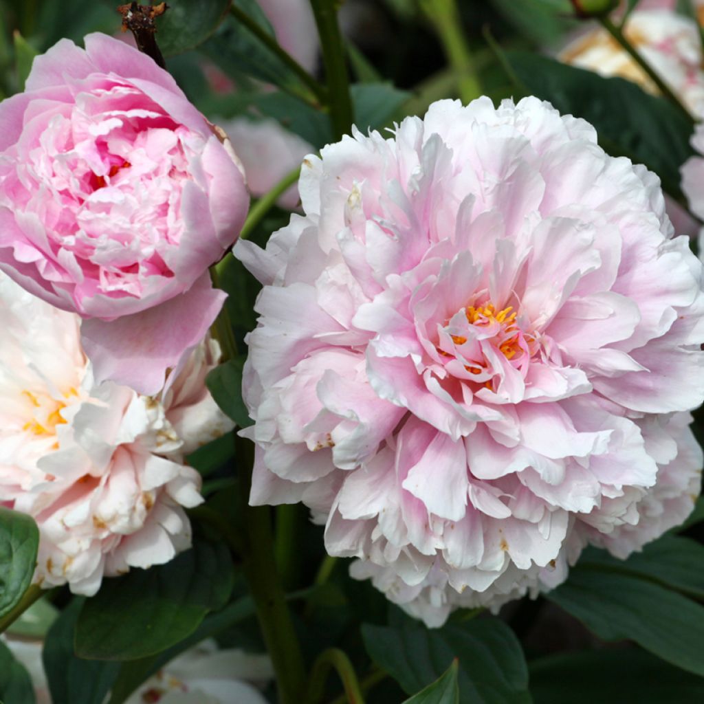 Paeonia lactiflora Sarah Bernhardt