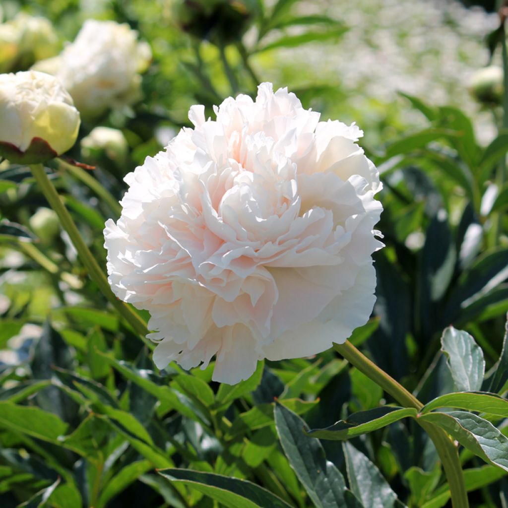 Paeonia lactiflora Solange