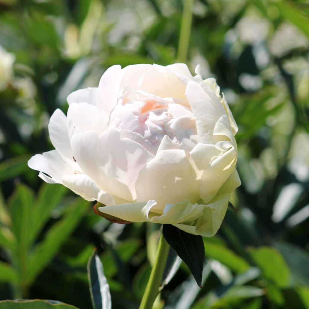 Paeonia lactiflora Solange