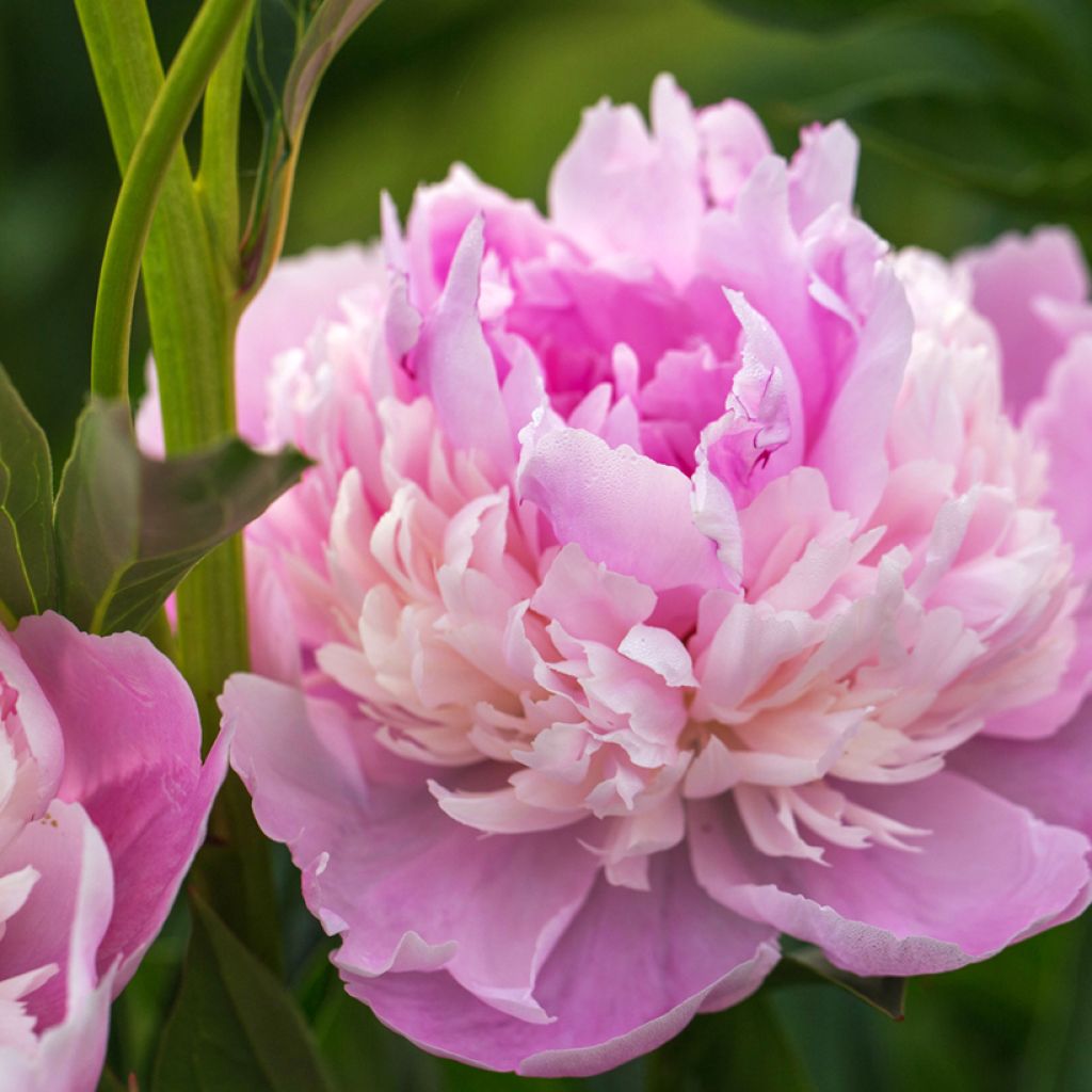 Paeonia lactiflora Sorbet