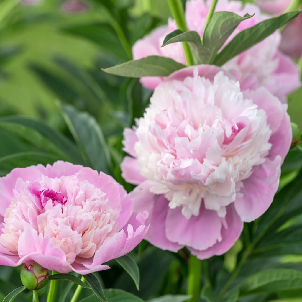 Paeonia lactiflora Sorbet