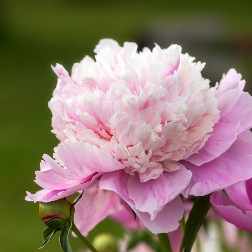 Paeonia lactiflora Sorbet