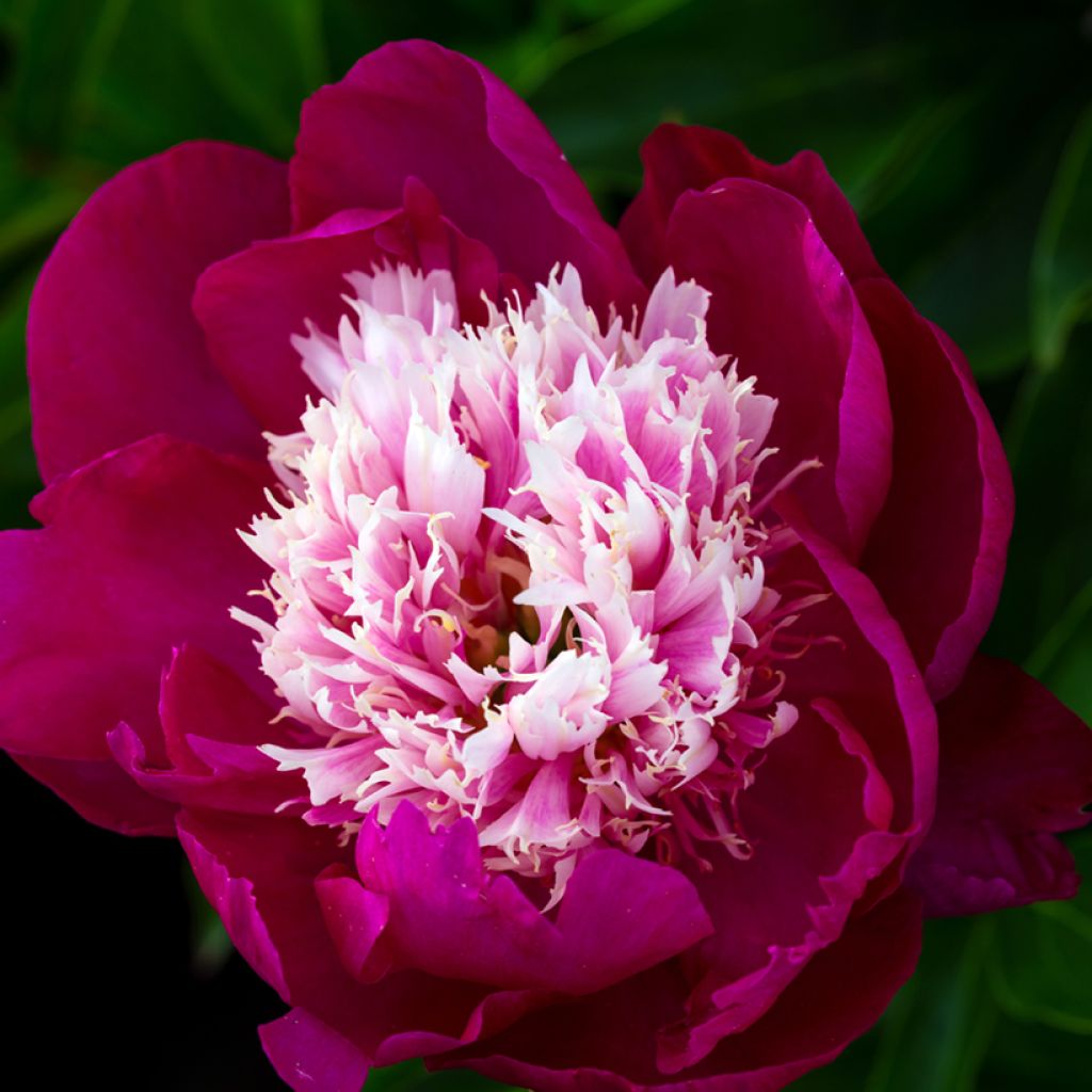 Paeonia lactiflora Tom Cat