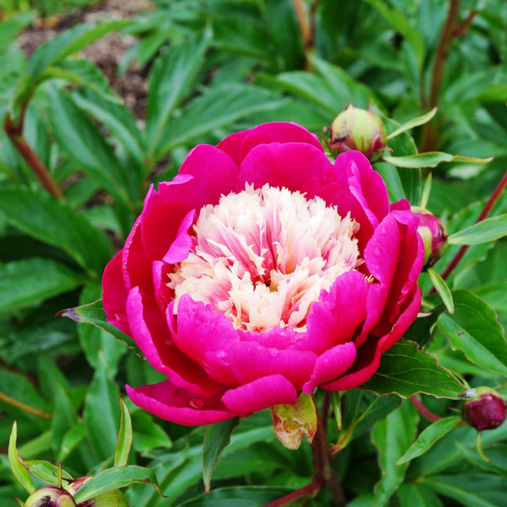 Paeonia lactiflora Tom Cat