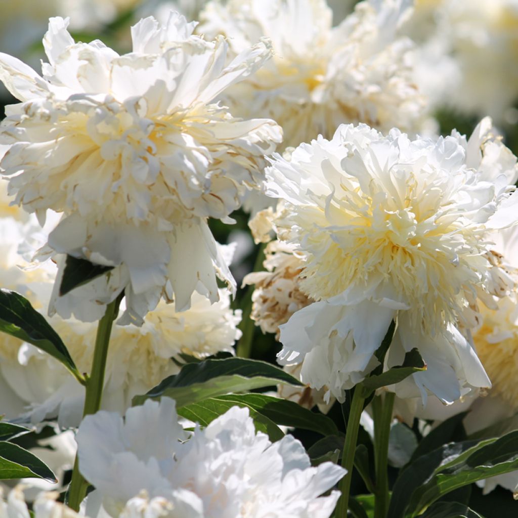 Paeonia lactiflora Top Brass