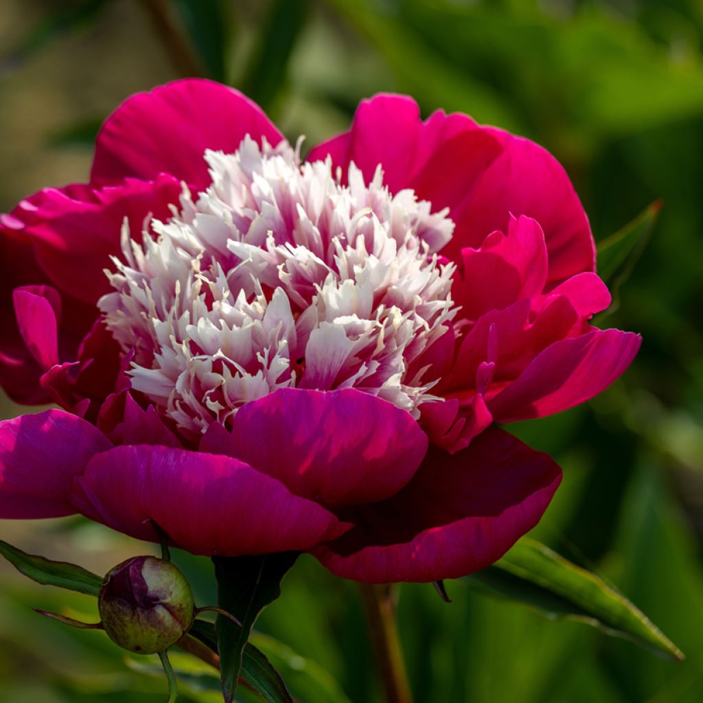 Paeonia lactiflora White Cap - Garden Peony