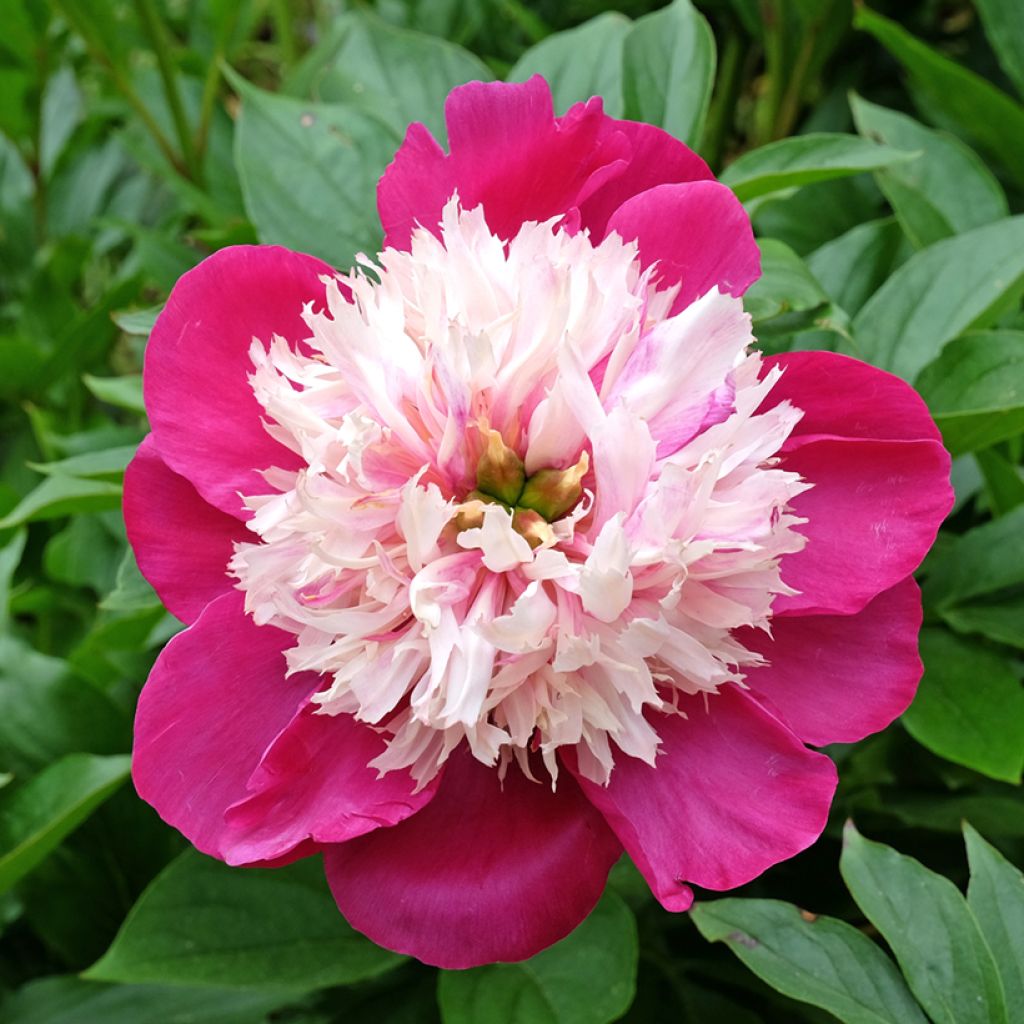 Paeonia lactiflora White Cap - Garden Peony