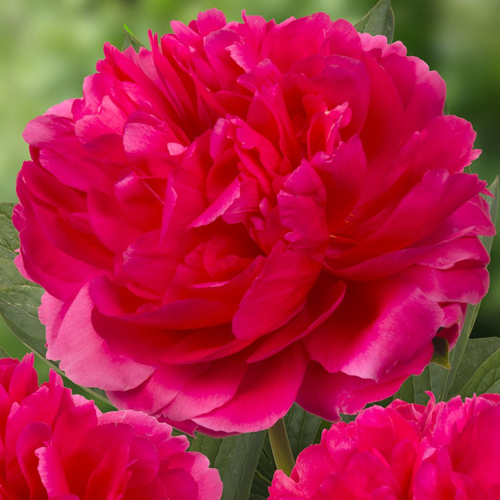 Paeonia x lactiflora Raspberry Charm - Chinese Peony