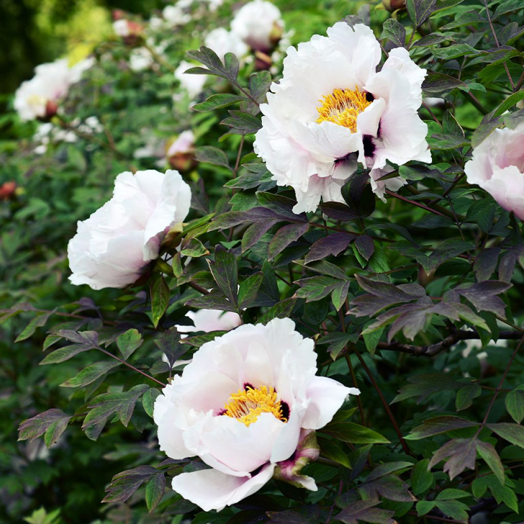 Paeonia suffruticosa Lilac - Tree Peony