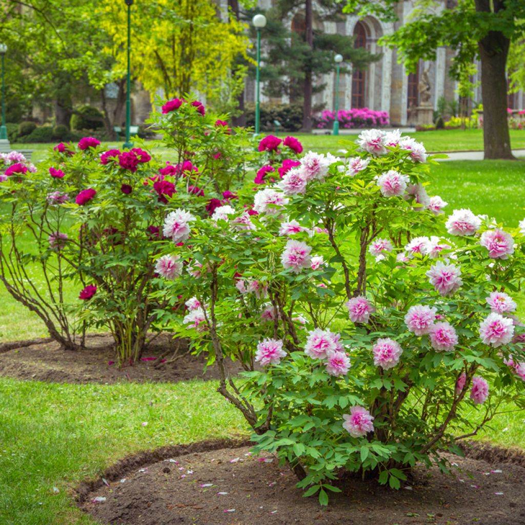 Paeonia suffruticosa Pink - Tree Peony