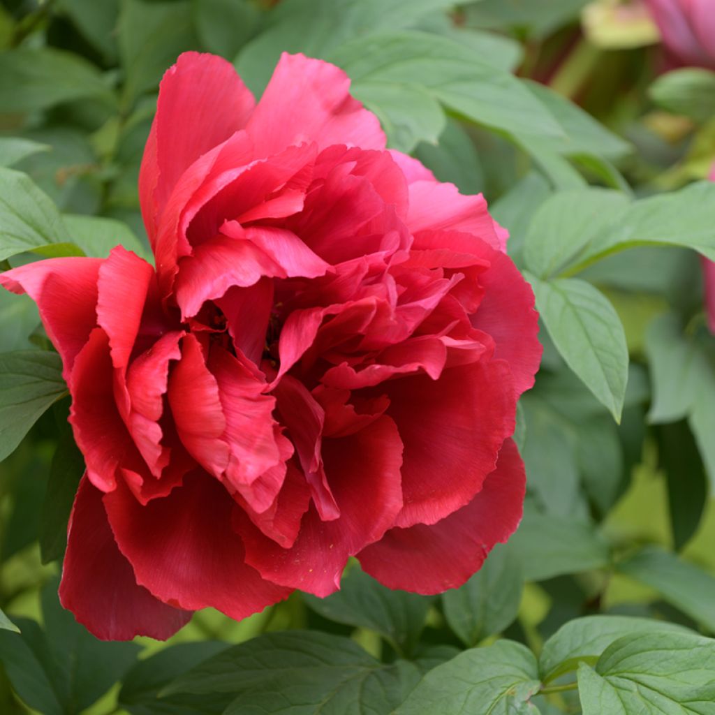 Paeonia suffruticosa Red - Tree Peony