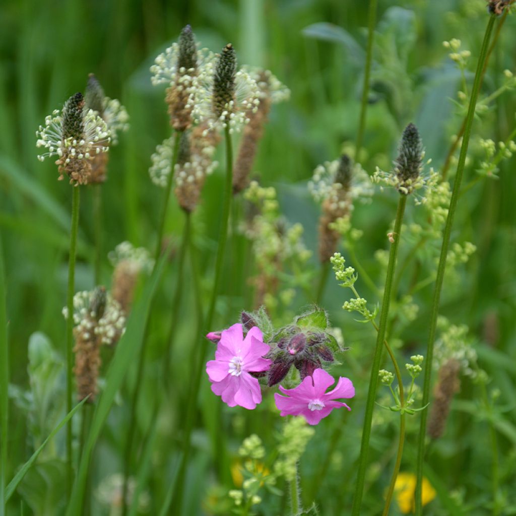 Ribwort Plantain organic seeds - Plantago lanceolata