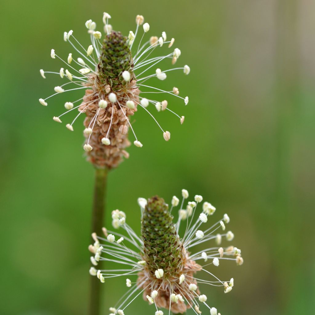 Ribwort Plantain organic seeds - Plantago lanceolata