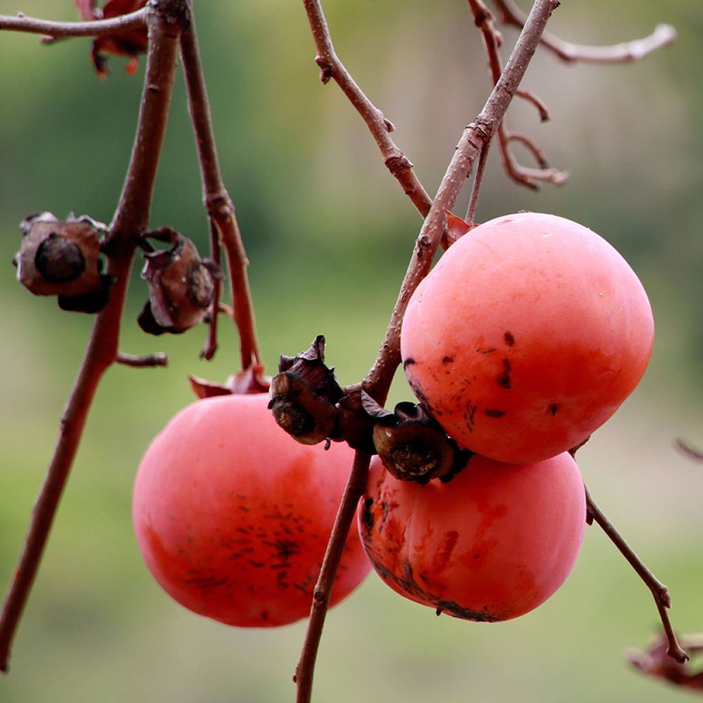 Diospyros kaki Nikita’s Gift - Persimmon