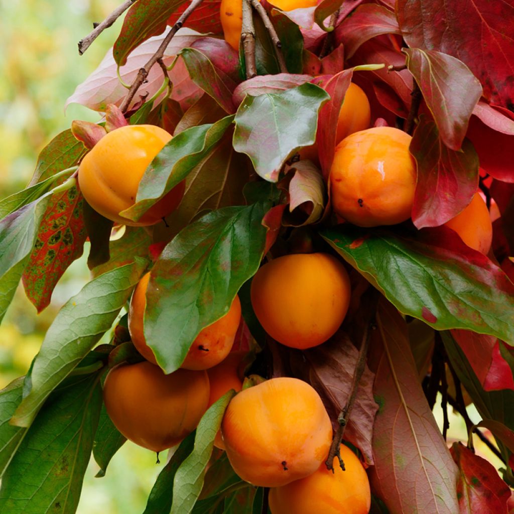 Diospyros kaki Korea - Persimmon