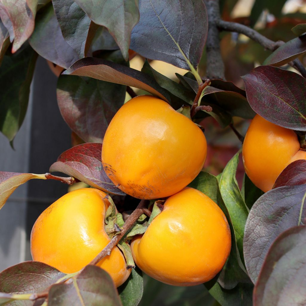 Diospyros kaki Ragno - Persimmon